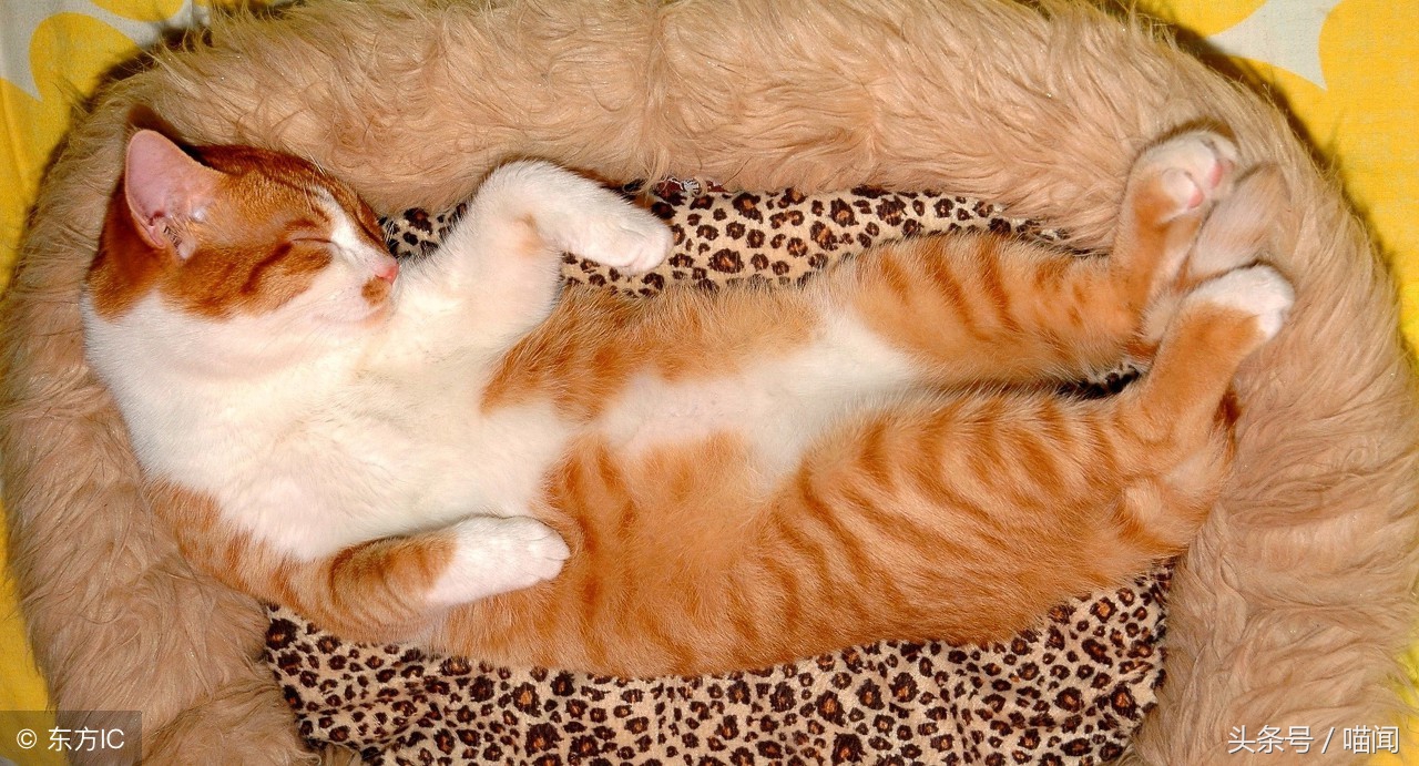 猫咪独自在家时需要注意些什么,长时间出门猫咪到底要不要寄养