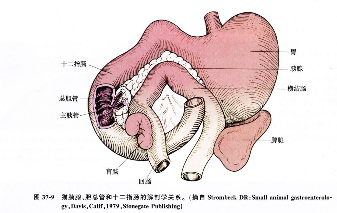 犬猫呕吐的鉴别诊断,犬猫呕吐的诊断和治疗
