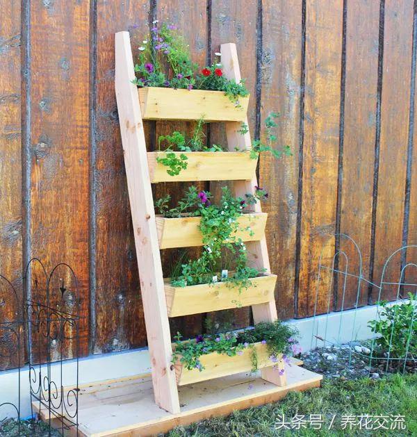 100种庭院创意花卉,适合家庭养的花卉植物