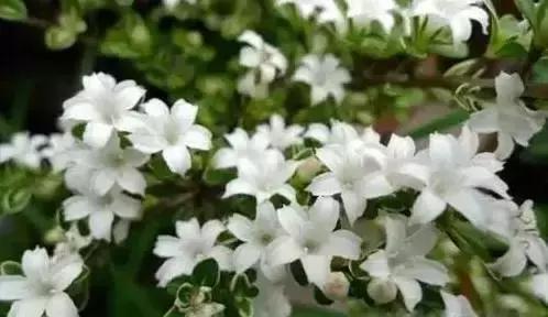 家养绿植花卉施什么肥,花卉绿植养殖方法测评