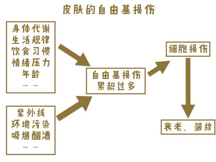 抗老和抗氧化哪个重要,资生堂抗老紧致抗氧化