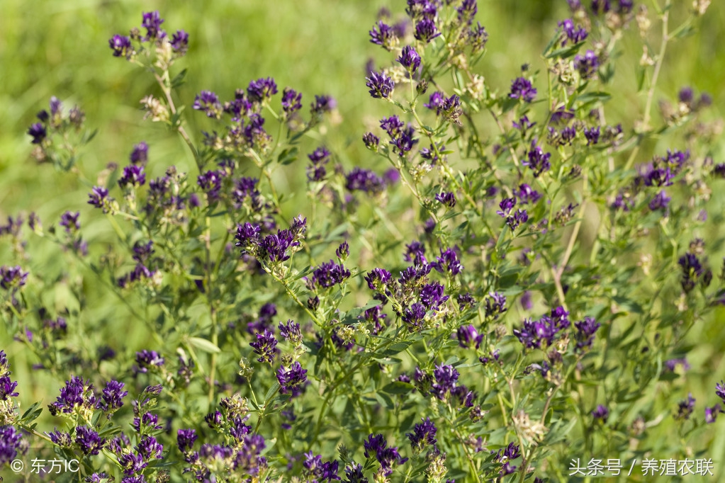 养殖鸡鸭兔最好的牧草,种植牧草养殖肉兔效益分析