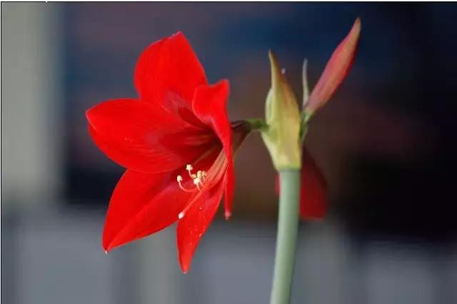 100种常年开花的植物,适合在家一年四季开花的植物