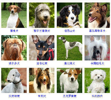狗狗品种大全看看你认识几种,狗狗的所有类型品种大全介绍