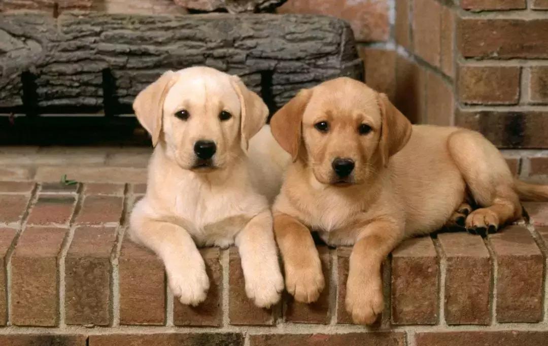 成都新政15条实施时间,成都新政后的限制政策