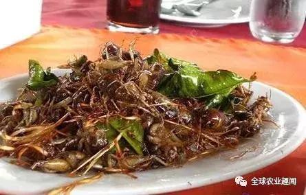 美国两大学生把蟋蟀制成食品大卖，吃昆虫将成未来趋势？