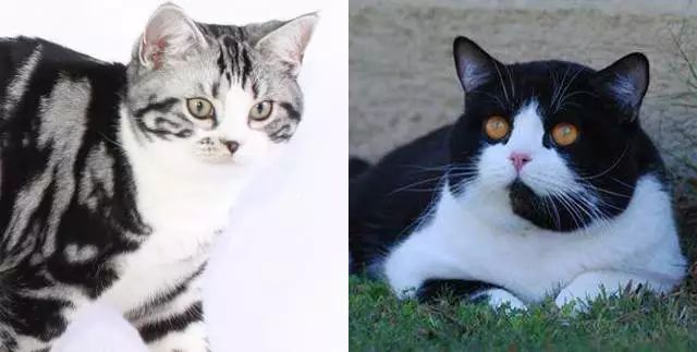 三种颜色的猫是什么品种,怎么区分猫的品种