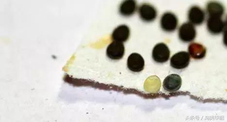 丝绸发明的历史记录,古代从蚕到丝绸的过程