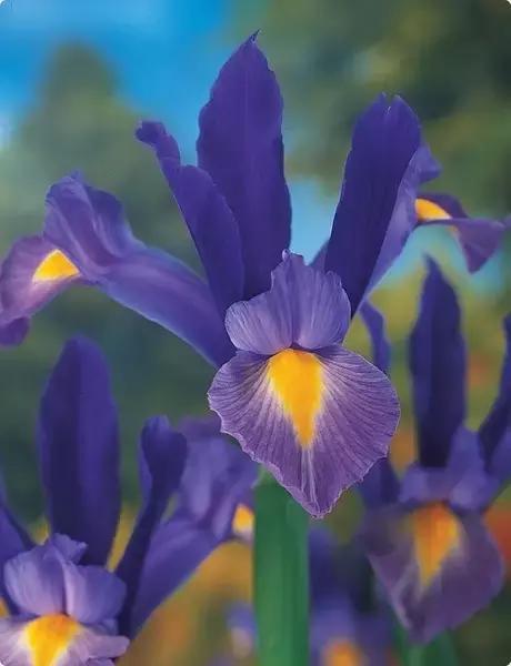 100种常年开花的植物,适合在家一年四季开花的植物