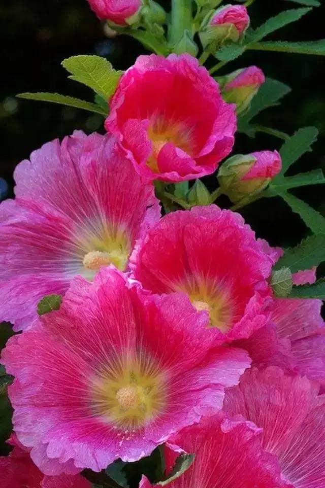 100种常年开花的植物,适合在家一年四季开花的植物