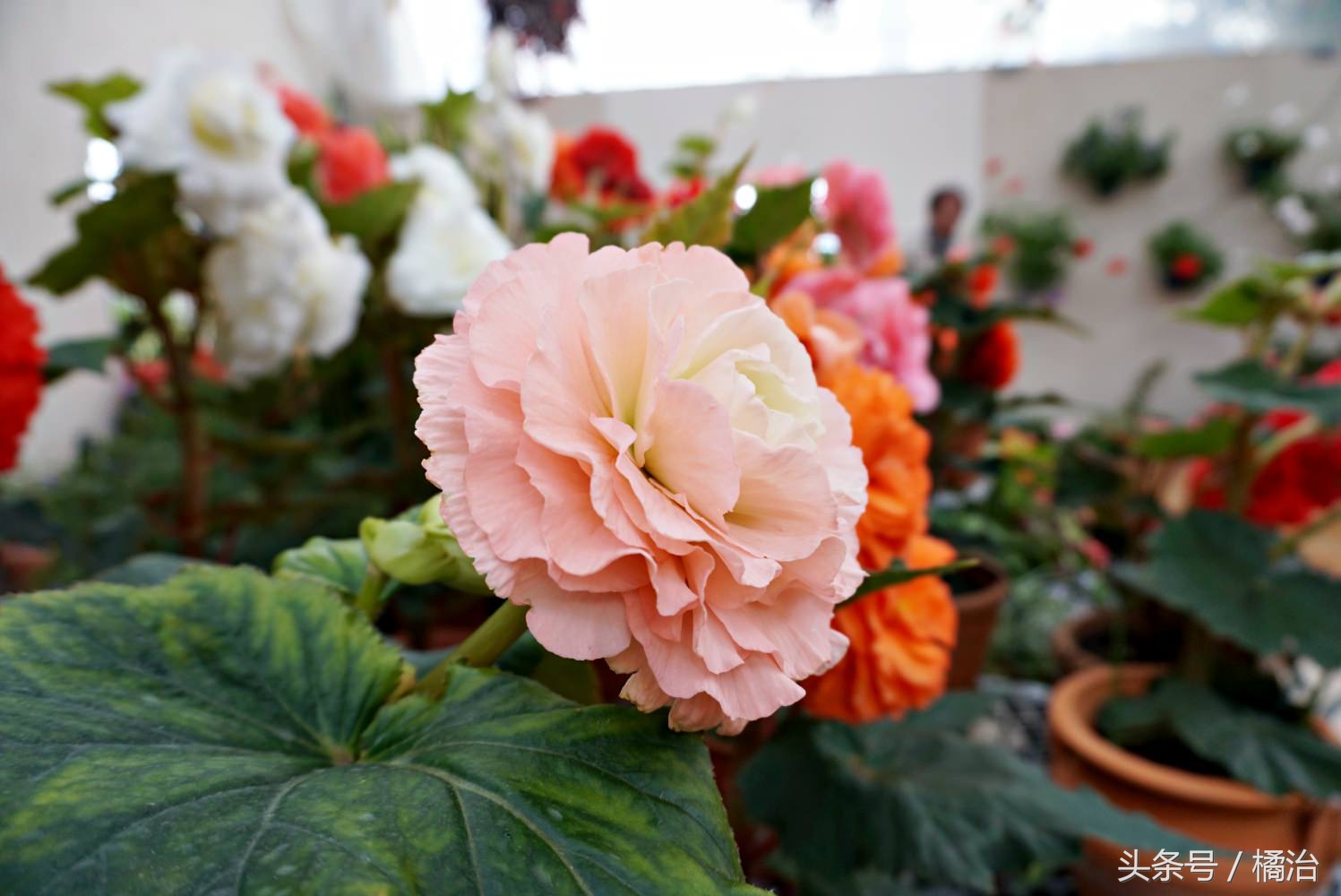 去日本富士山最便捷的交通,富士山箱根周游券攻略