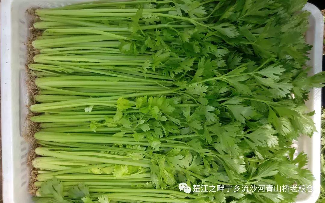 芹菜的功效与作用及禁忌是什么,芹菜的营养价值及功效与禁忌