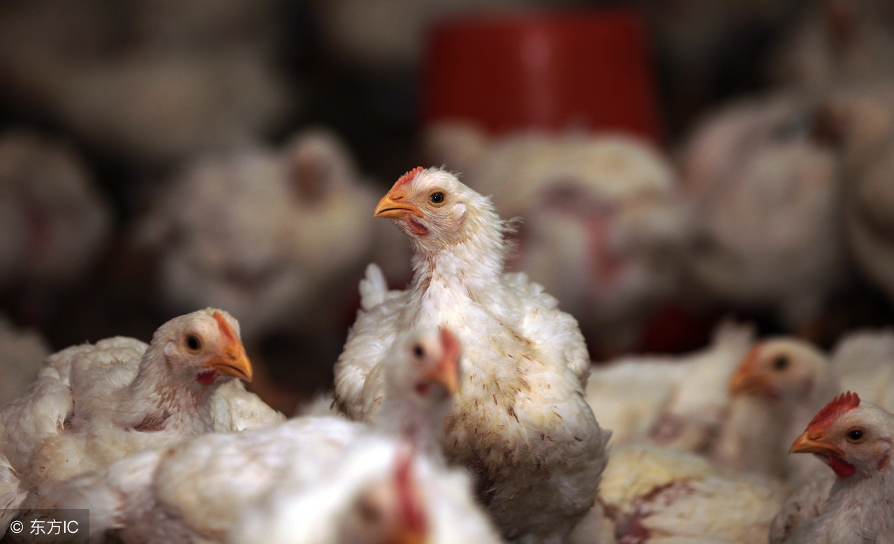 中毒解毒最新方案,中毒特效解毒药有哪些