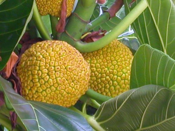 帕劳攻略详细讲解,帕劳旅游攻略