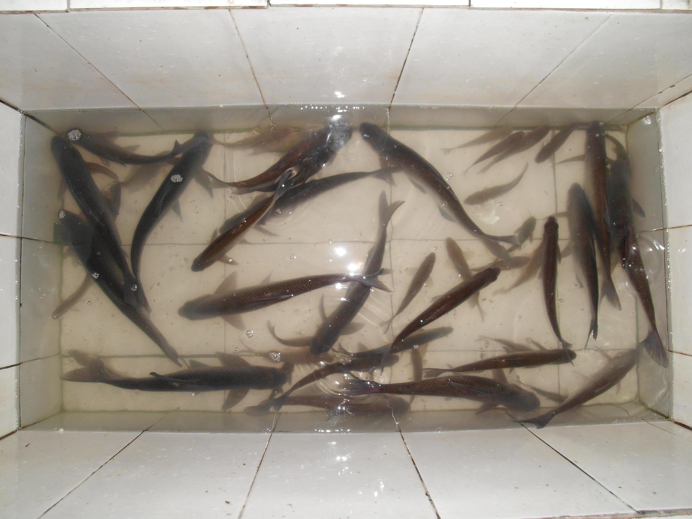 鳊鱼最爱吃什么东西,鳊鱼生活在长江哪里