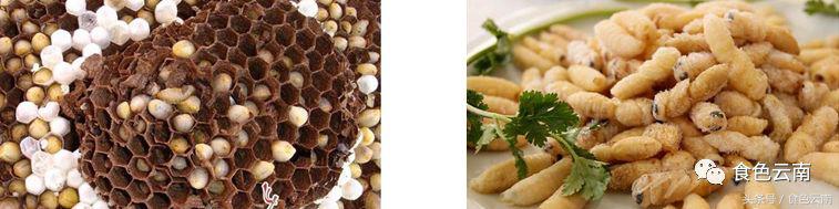 云南三只蚂蚁一道菜,云南三个蚊子一盘菜