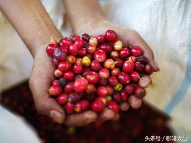 零基础弄咖啡,手冲咖啡的正确步骤