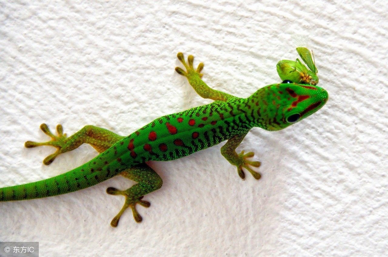 你的车上也贴着壁虎吗？