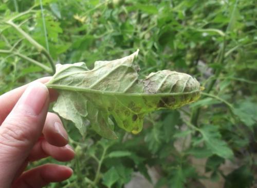 西红柿果实病害图谱大全及病名字,西红柿常见27种病害图片