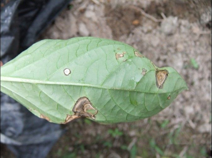 辣椒炭疽病的病原形态,辣椒炭疽病的病症为点状物
