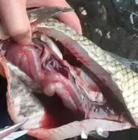 鱼类败血症病原,鱼类败血症的症状