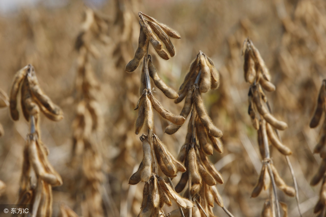 浅谈大豆,我爱农作物