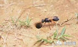 云南三只蚂蚁一道菜,云南三个蚊子一盘菜