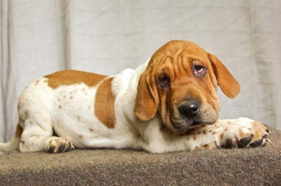 纯种狗卡好？米克斯们的萌魅力还是无法抵挡，完全融化人心无误！