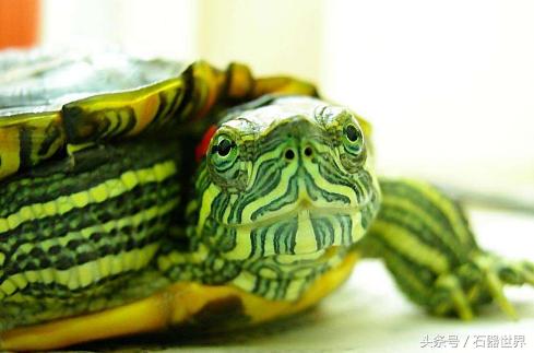 如何养乌龟小常识巴西龟,养乌龟技巧巴西龟能长多大