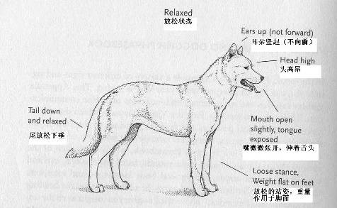 掌握狗的语言交流