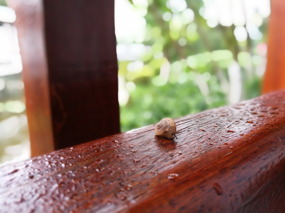 华为p9德味,毒德味儿