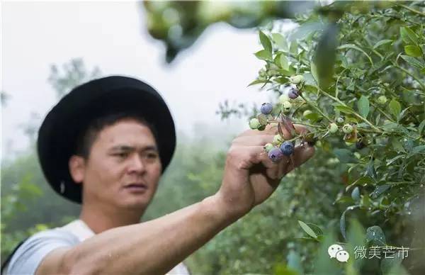 来芒市撒野‖咂蓝莓啖杨梅“二Mei”齐登场