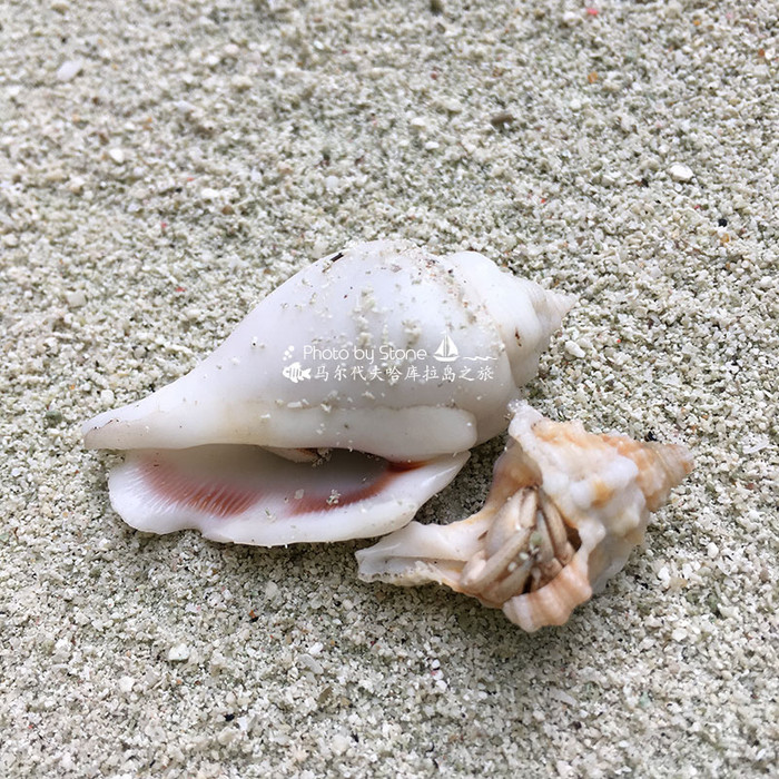 美丽的马尔代夫视频音乐,马尔代夫哈拉微莉岛游记