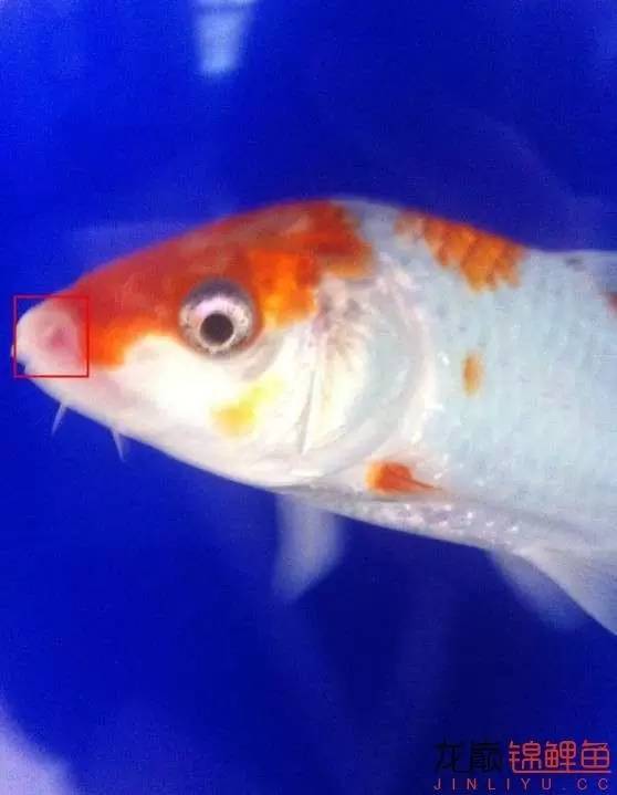 锦鲤治疗烂身烂尾烂嘴全过程,锦鲤烂嘴可以用土霉素吗