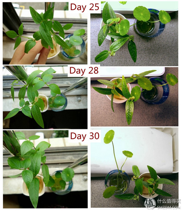 我的秘密菜园,我的秘密小菜地