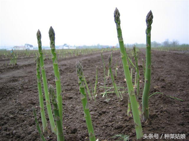 春季芦笋的培育管理技术,芦笋种植的全程管理