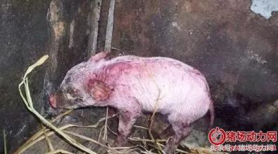 怀孕母猪低温不吃用什么药,怀孕母猪低温喘气怎么治疗