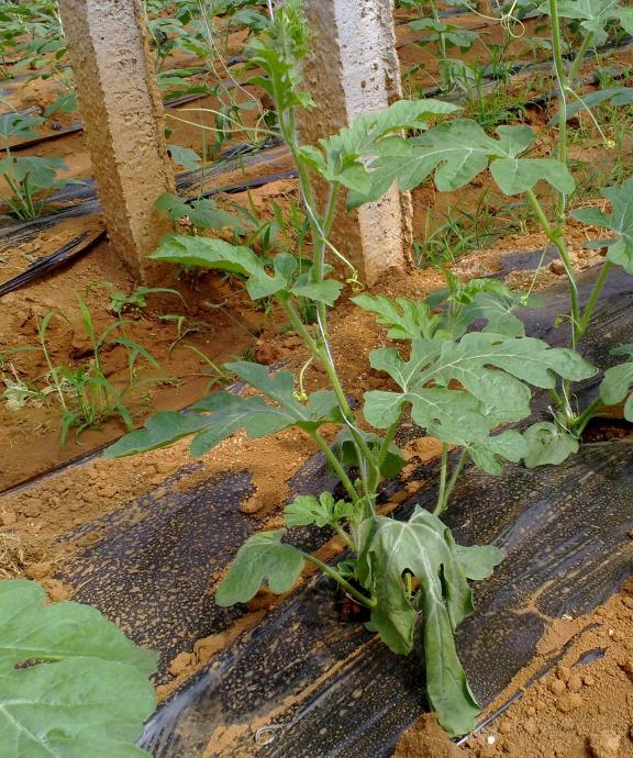 露天西瓜坐瓜期枯萎病怎么治疗,西瓜根施多菌灵能治枯萎病吗