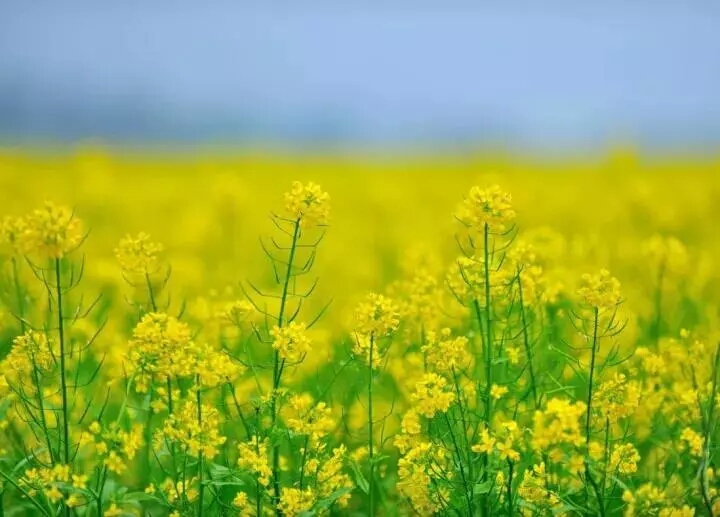 春天来了踏青赏花图片,春意盎然踏青赏花正当时