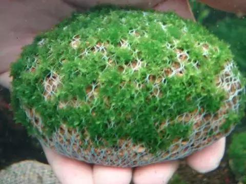 垂泪莫斯和三角莫斯火焰莫斯,莫斯水草球做法