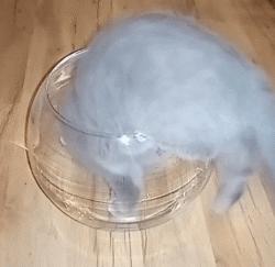 喵星人可是一个很神奇的物种,喵星人真的是一种神奇的物种