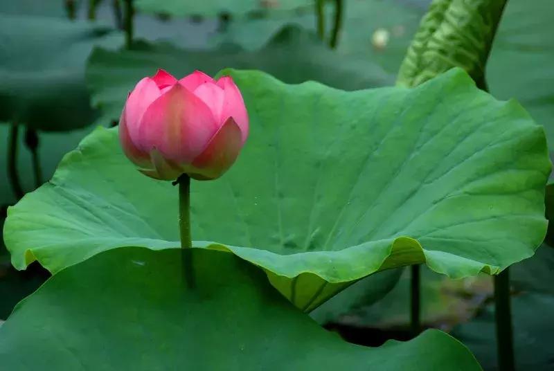 戒色心得：关于长期戒色后“突然失败”的研究……