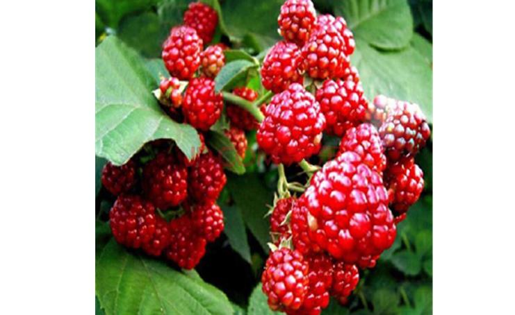 树莓投资多少钱一亩,树莓贵