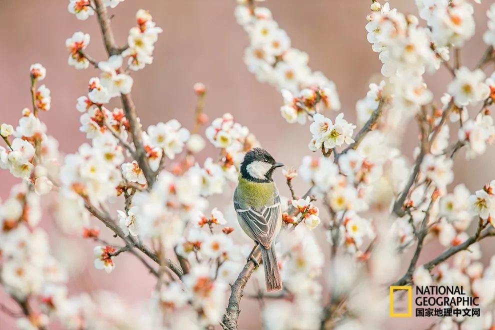 错过需再等一年！来南京看万株梅花海“淡粉宫妆”！
