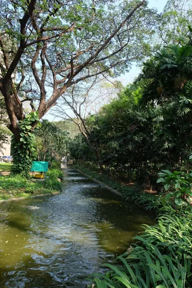 泰国山竹季节,泰国季节分为几季