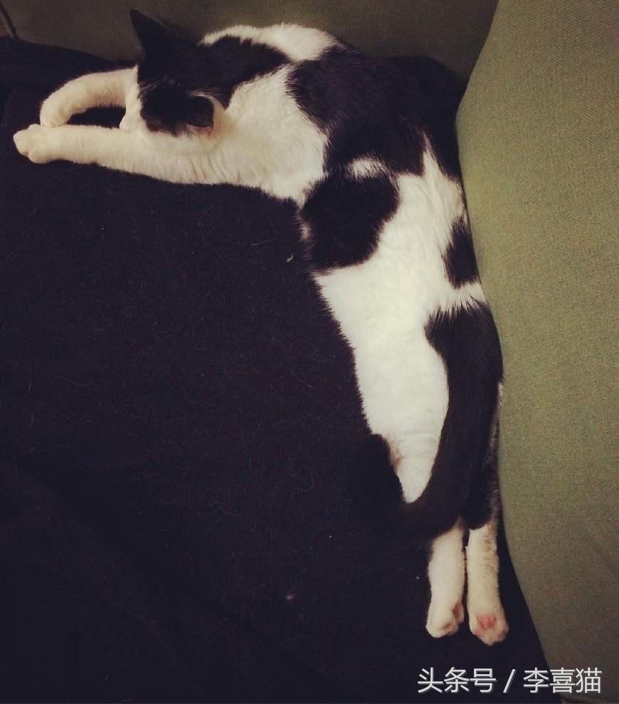 喵星人可是一个很神奇的物种,喵星人真的是一种神奇的物种