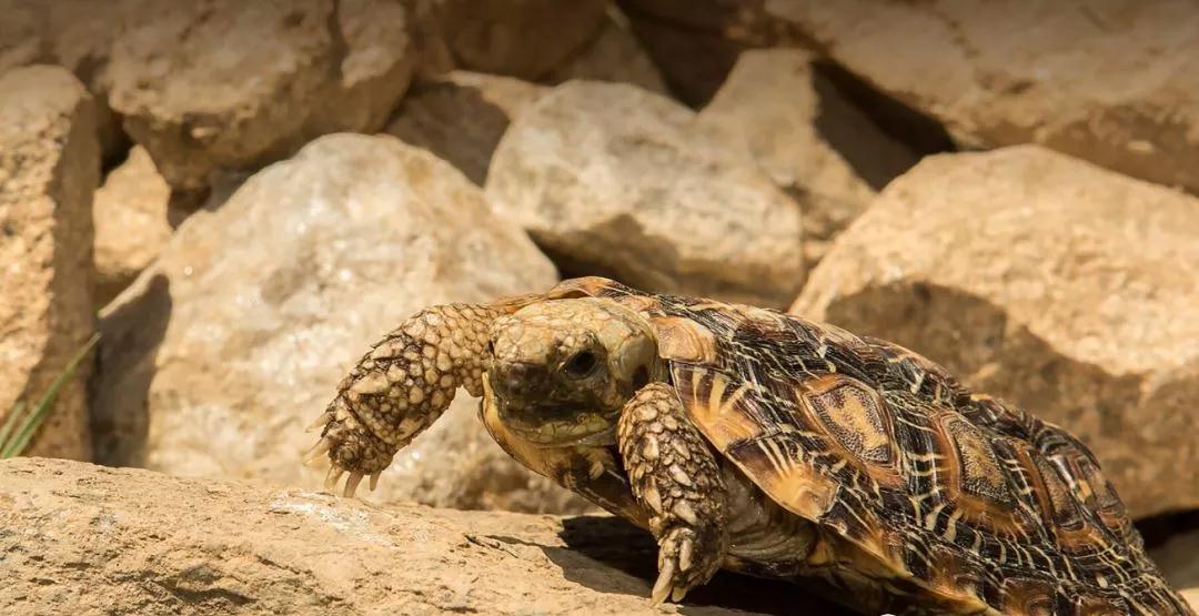 我滴个龟龟,我滴龟龟什么意思