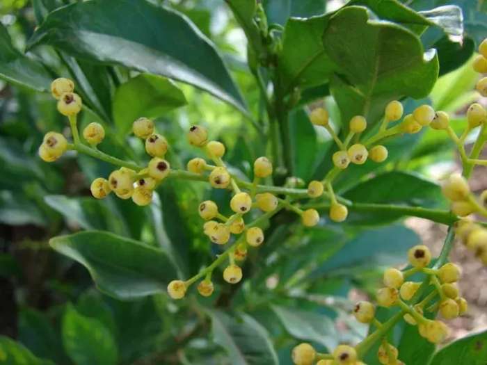 米兰花养殖方法米兰夏天能暴晒吗,米兰花怎样养又粗又壮