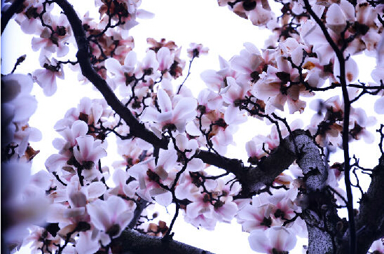 开放大学湖南,开放大学中国特色