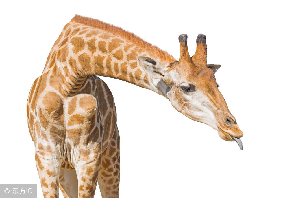 100个超级有趣的冷知识100字,3个有趣的冷知识